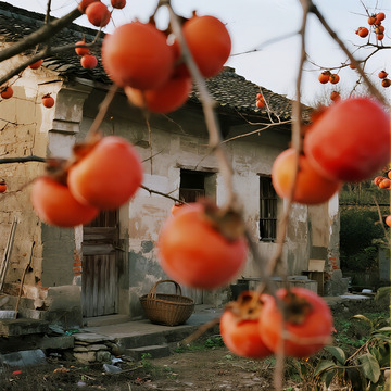 老房子柿子树怀旧