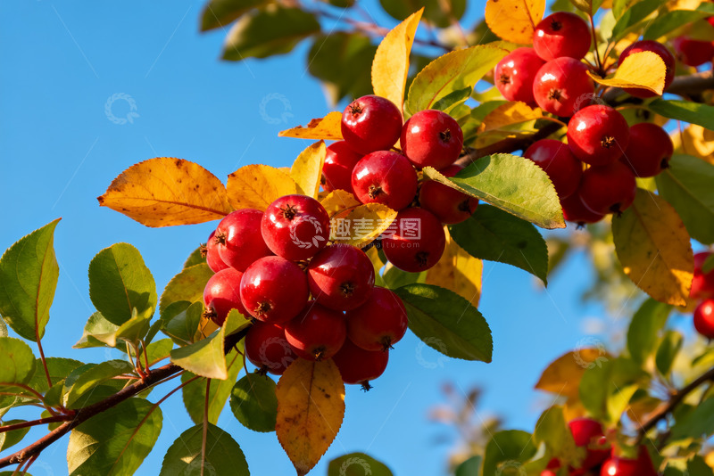 高清大图下载【趣麦麦图】秋日枝头的粉嫩苹果1