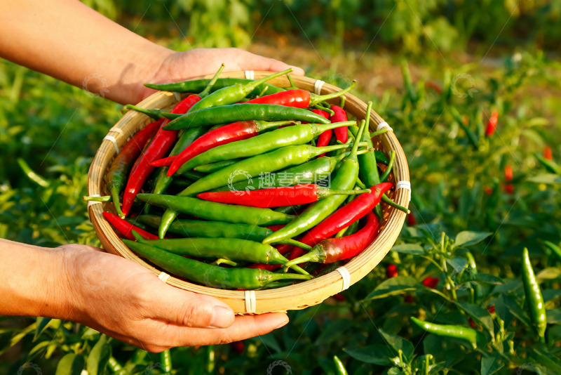 高清大图下载【趣麦麦图】手中竹篮里的红绿辣椒