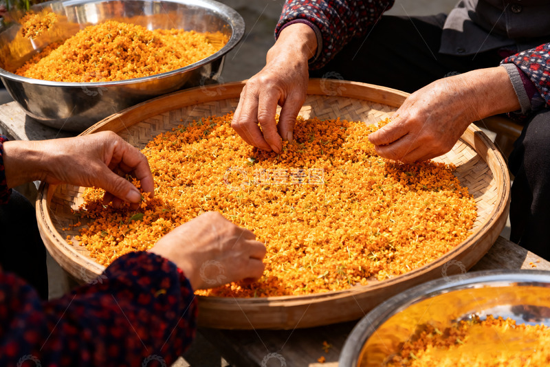 高清大图下载【趣麦麦图】手工筛选金黄桂花场景5
