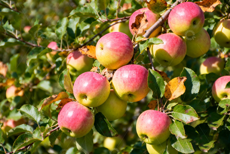 高清大图下载【趣麦麦图】秋日枝头的粉嫩苹果0