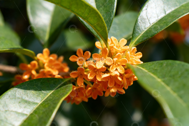 高清大图下载【趣麦麦图】金秋绽放的娇嫩桂花枝头3