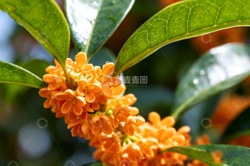 高清大图下载【趣麦麦图】金秋绽放的娇嫩桂花枝头4