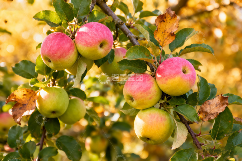 高清大图下载【趣麦麦图】枝头硕果累累的秋日苹果