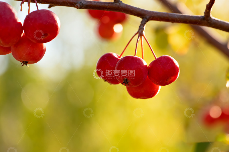 高清大图下载【趣麦麦图】-枝头红果秋日绚丽景致0