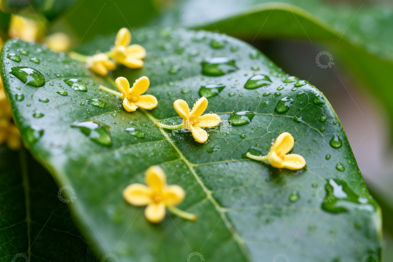 高清大图下载【趣麦麦图】带露桂花叶上绽4