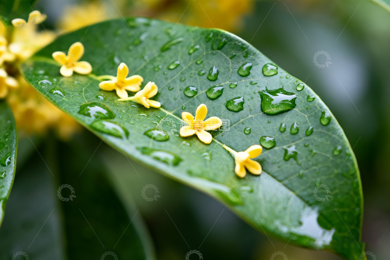 高清大图下载【趣麦麦图】带露桂花叶上绽3