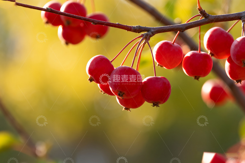 高清大图下载【趣麦麦图】枝头红果秋日绚丽景致