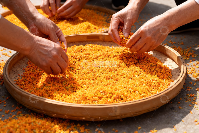 高清大图下载【趣麦麦图】手工筛选金黄桂花场景2