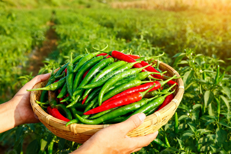 高清大图下载【趣麦麦图】手中竹篮里的红绿辣椒2