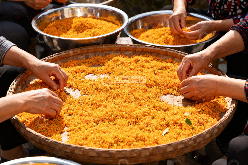 高清大图下载【趣麦麦图】手工筛选金黄桂花场景3