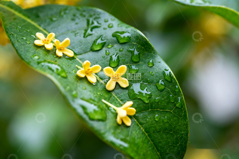 高清大图下载【趣麦麦图】带露桂花叶上绽2
