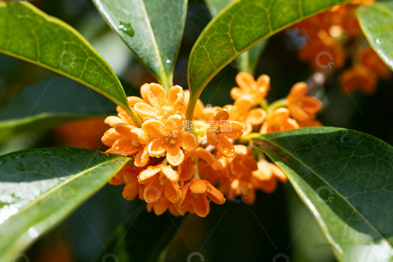 高清大图下载【趣麦麦图】金秋绽放的娇嫩桂花枝头6