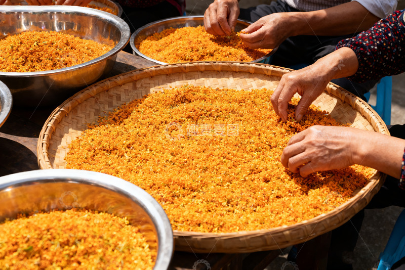高清大图下载【趣麦麦图】手工筛选金黄桂花场景4