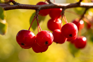枝头娇艳欲滴的红果子