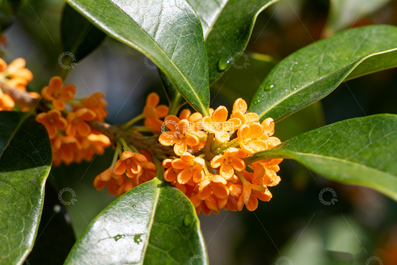 高清大图下载【趣麦麦图】金秋绽放的娇嫩桂花枝头5