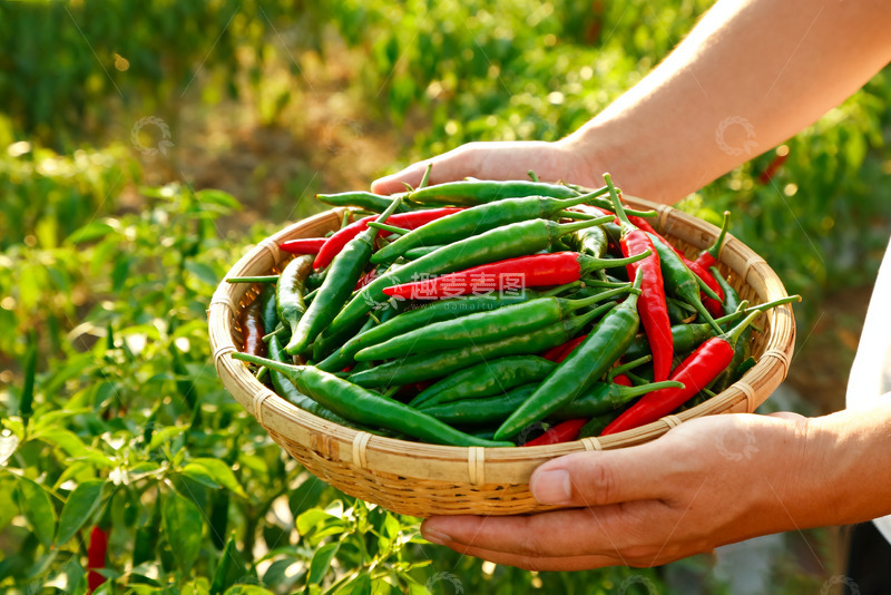高清大图下载【趣麦麦图】手中竹篮里的红绿辣椒0