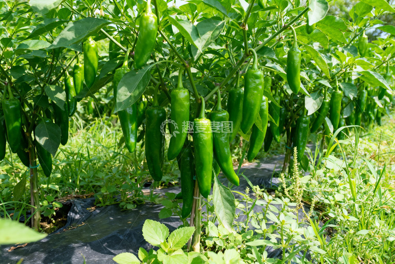高清大图下载【趣麦麦图】田间生长的鲜绿辣椒1