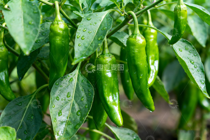 高清大图下载【趣麦麦图】田间生长的鲜绿辣椒6