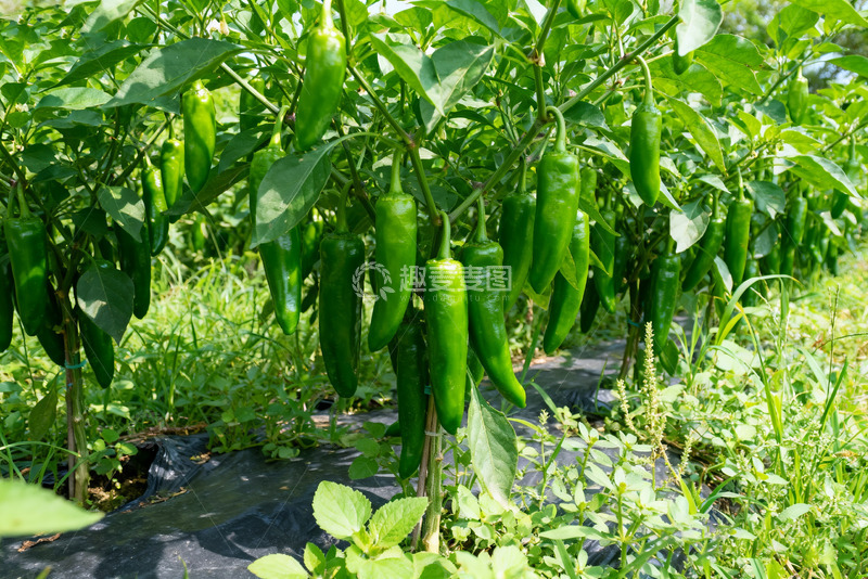 高清大图下载【趣麦麦图】田间生长的鲜绿辣椒3