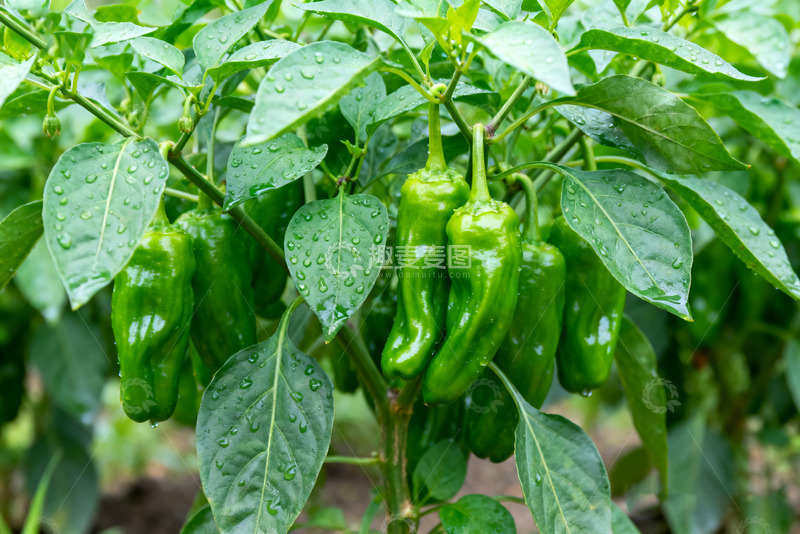 高清大图下载【趣麦麦图】田间生长的鲜绿辣椒7