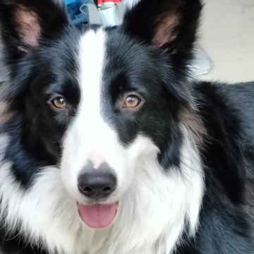 可爱的边牧狗狗