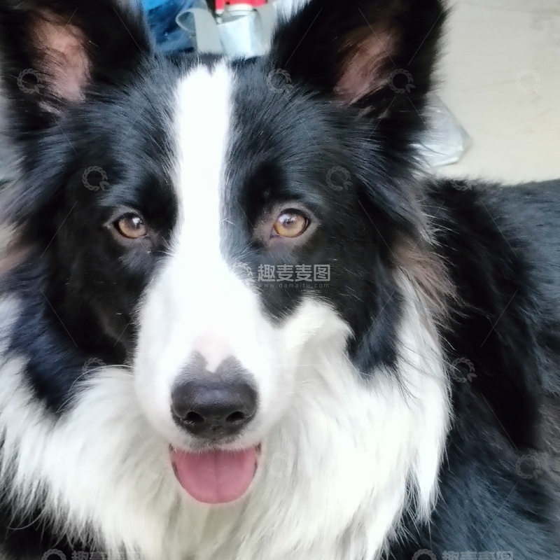 高清大图下载【趣麦麦图】可爱的边牧狗狗