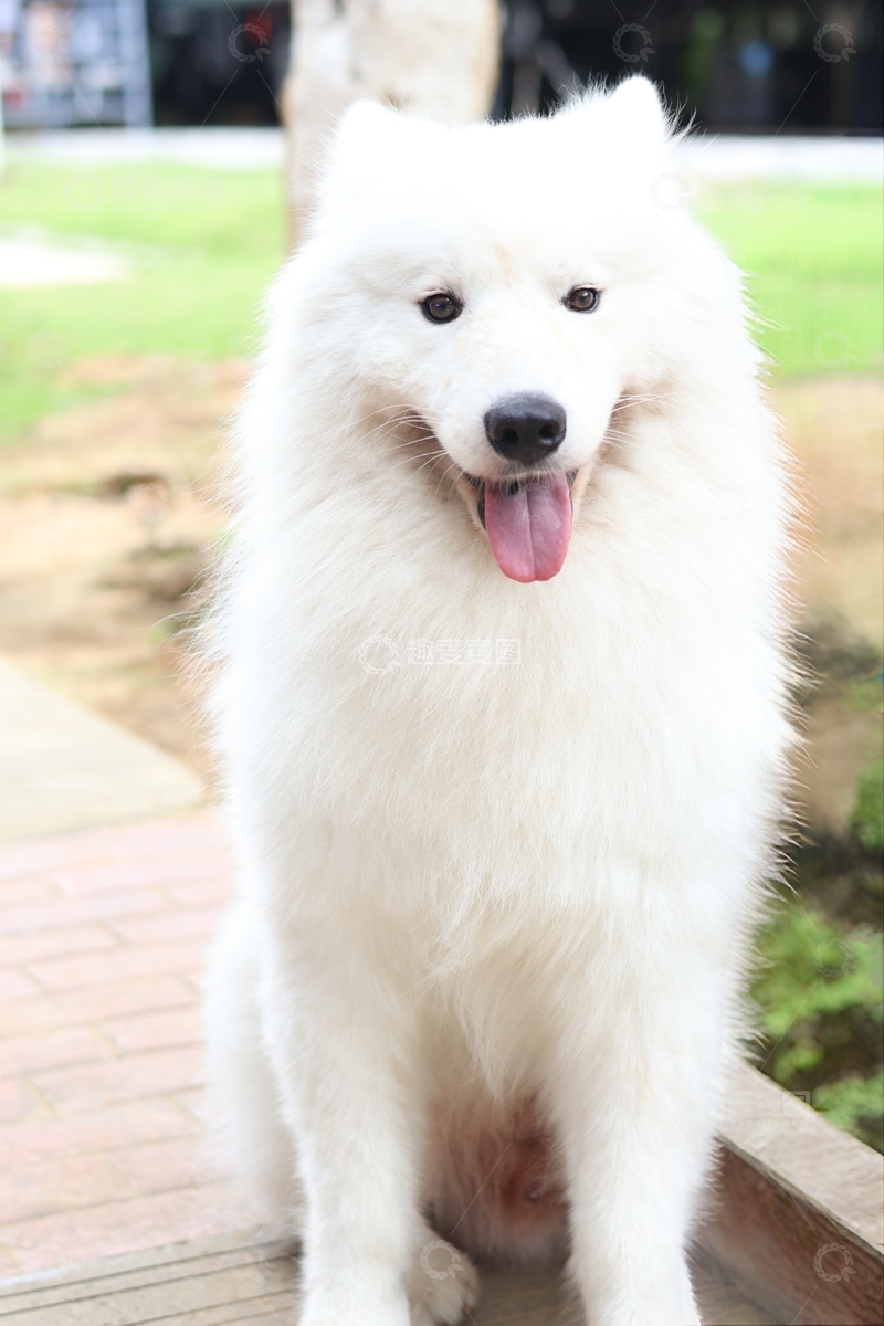 谁能不爱白色萨摩耶呢