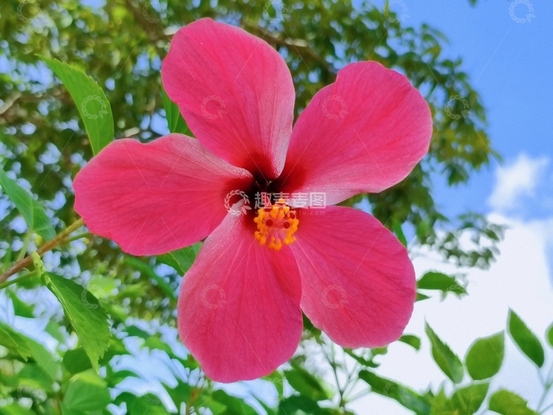 高清大图下载【趣麦麦图】-美丽的小红花