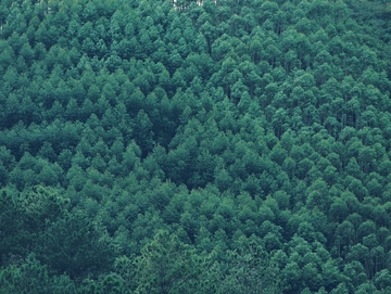 家乡的绿色植被