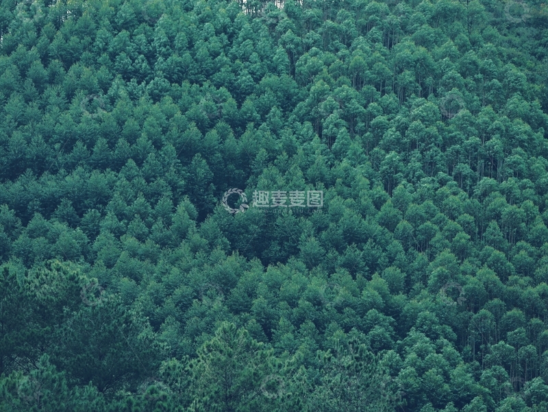 家乡的绿色植被