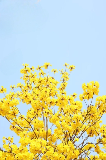 美丽的黄花风铃木