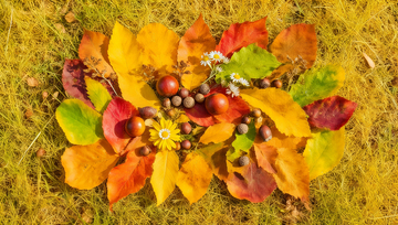 秋天彩叶果实捡秋创意海报