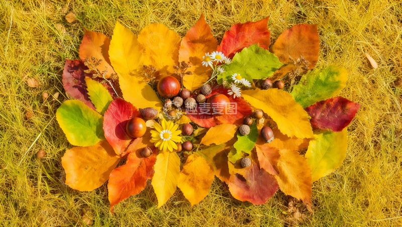 秋天彩叶果实捡秋创意海报