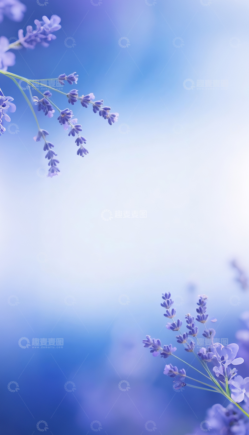 高清大图下载【趣麦麦图】紫色温柔薰衣草背景2