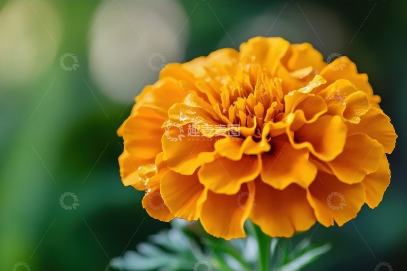 高清大图下载【趣麦麦图】一朵波斯菊花特写