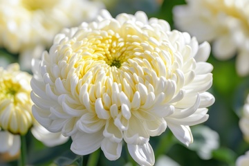 白色重瓣菊花花卉