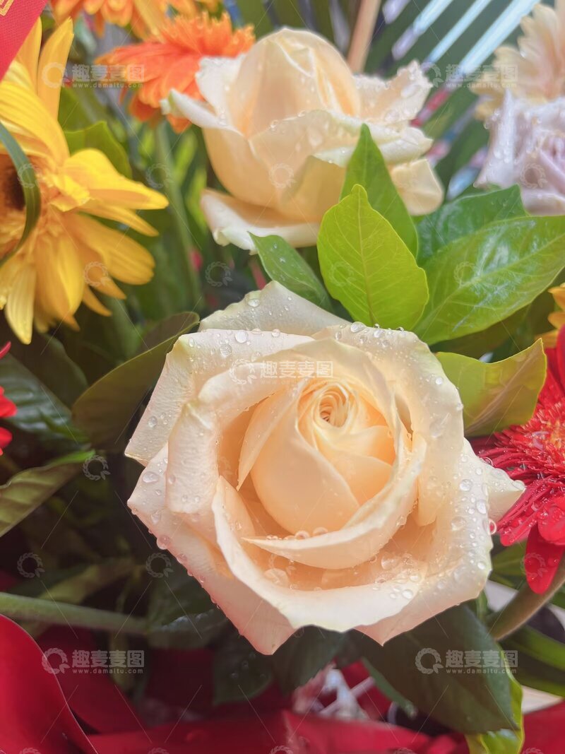 杏色玫瑰花,玫瑰花,水珠玫瑰花