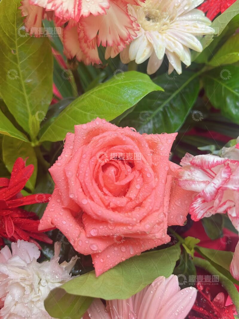 粉色玫瑰花,玫瑰花,水珠