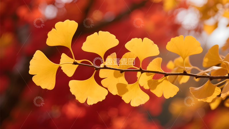 高清大图下载【趣麦麦图】秋色满枝金红交错唯美秋景