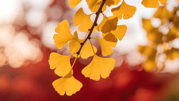 银杏叶影秋日暖光唯美