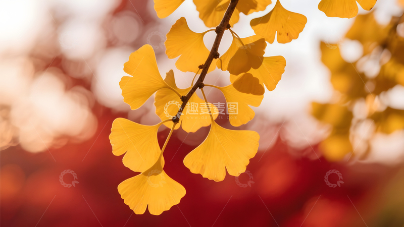 高清大图下载【趣麦麦图】银杏叶影秋日暖光唯美
