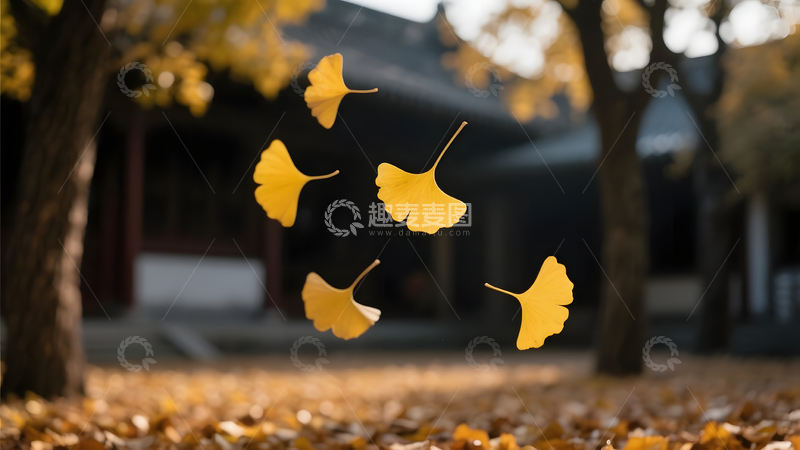 高清大图下载【趣麦麦图】银杏飘落秋意正浓