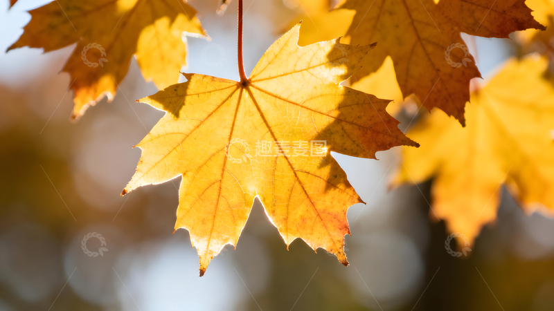 高清大图下载【趣麦麦图】枫叶金秋叶脉如画