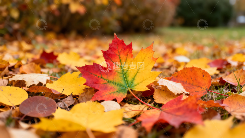 高清大图下载【趣麦麦图】枫叶铺地秋日风景如画