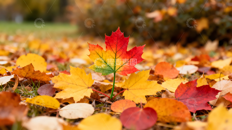 高清大图下载【趣麦麦图】枫叶落红秋日新生如画