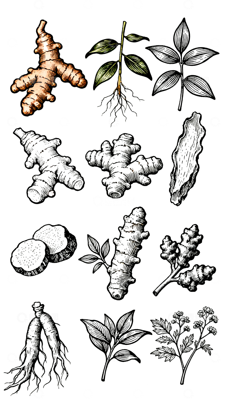 源文件下载【趣麦麦图】白描手绘中药3