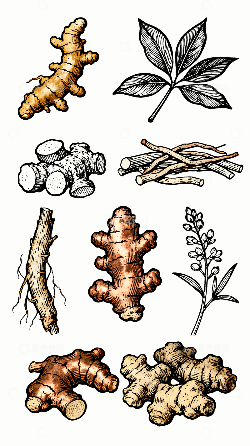 源文件下载【趣麦麦图】白描手绘中药1