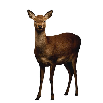 森林中的优雅鹿影