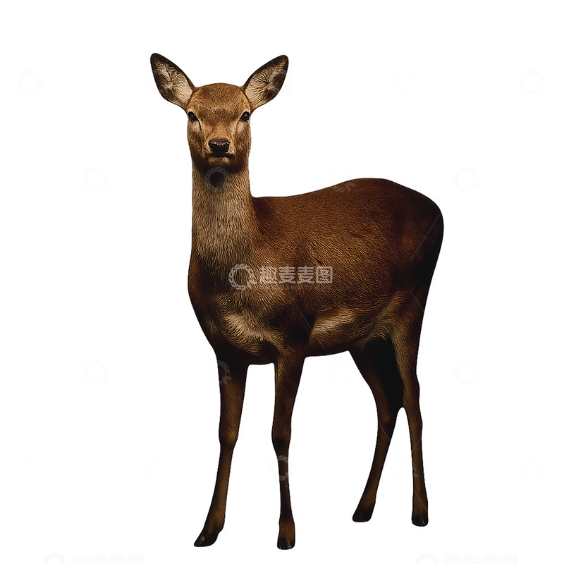 高清大图下载【趣麦麦图】森林中的优雅鹿影